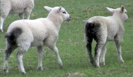 wormy lambs