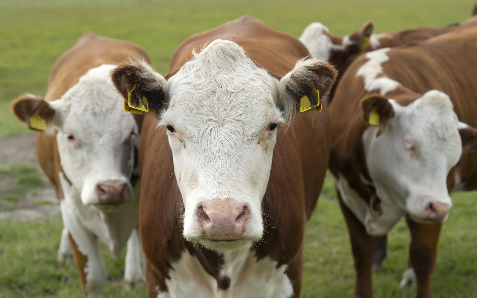 Head of brown and white cows in a coutryside