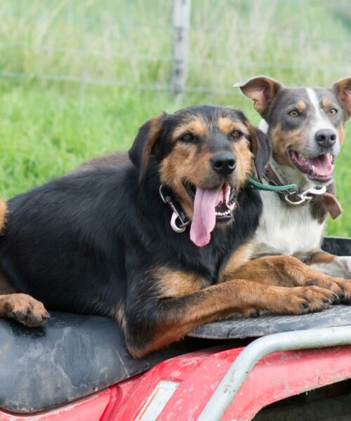 Working Dogs